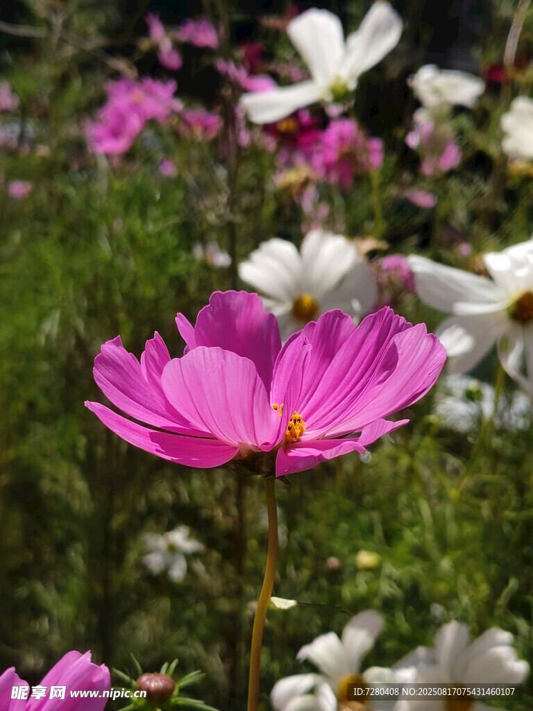 繽紛格桑花綻放于綠野