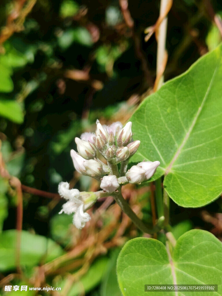 綠葉間綻放的白色小花