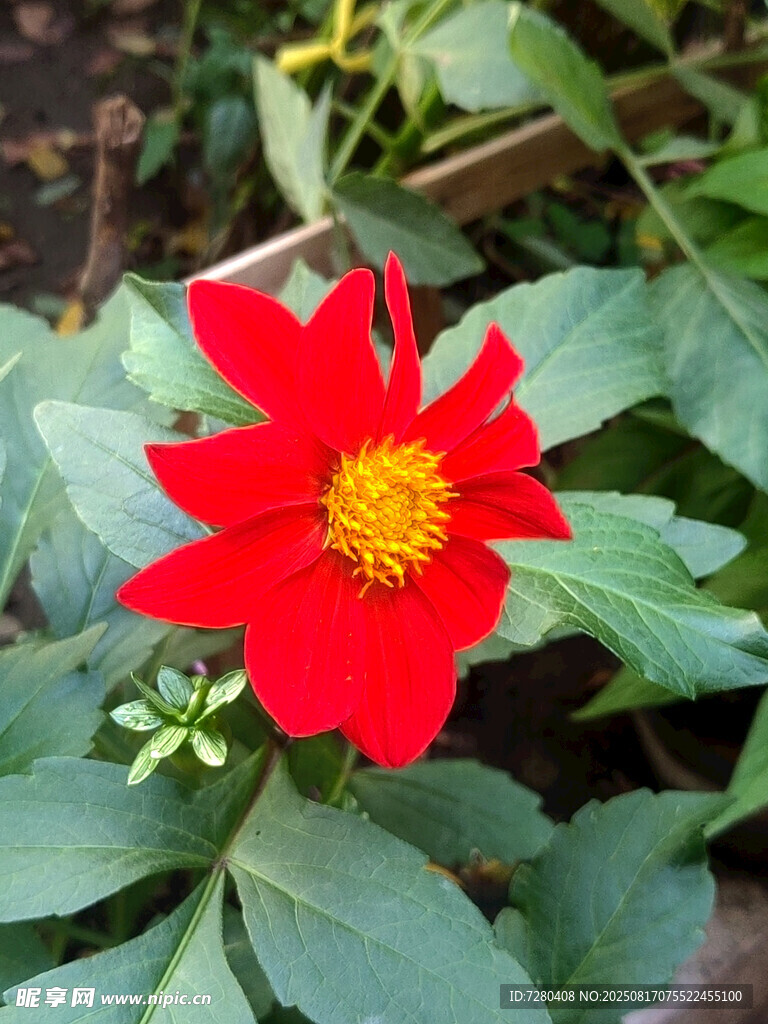 鮮艷紅花朵