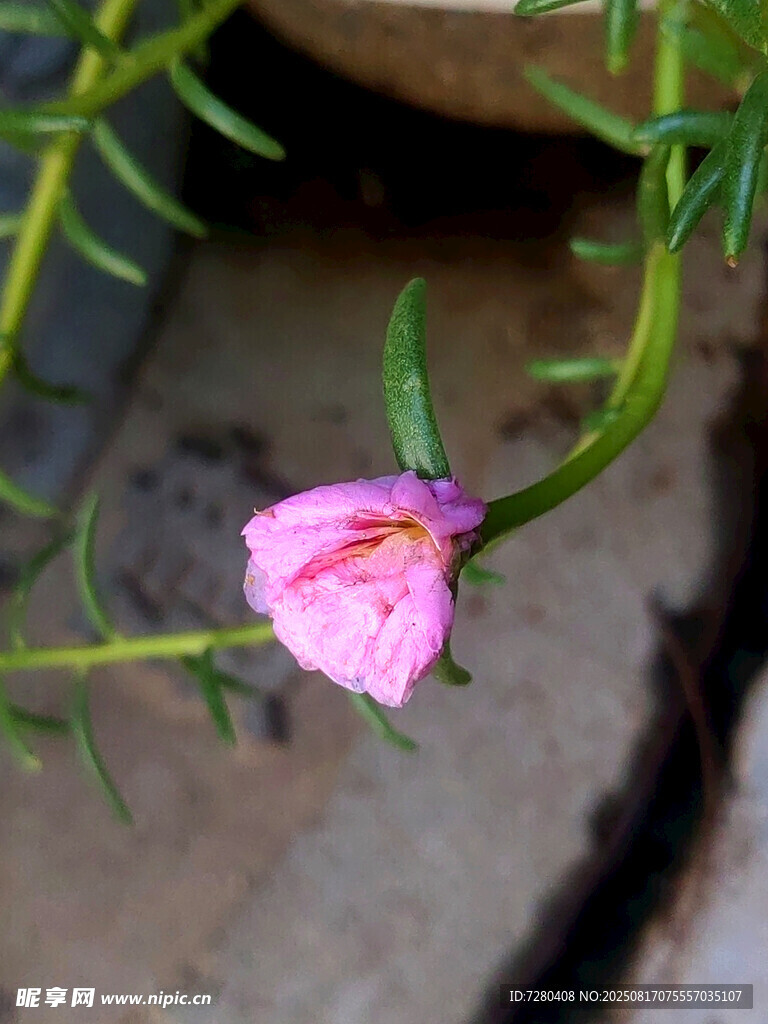 嬌艷粉色小花