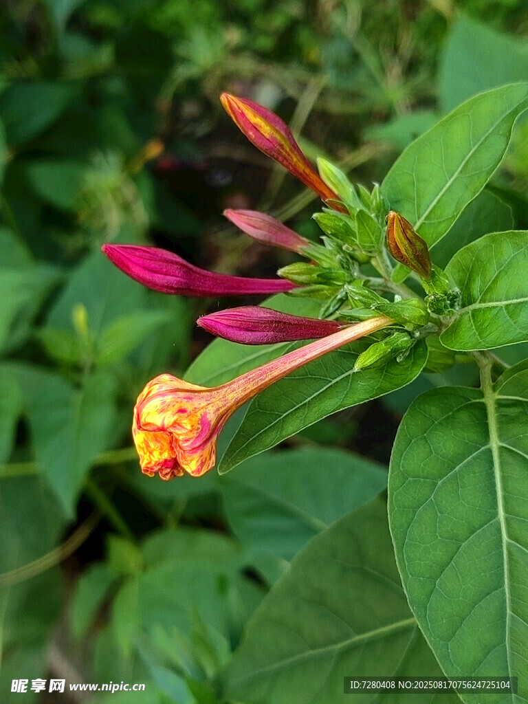 多彩花朵綻放綠葉間