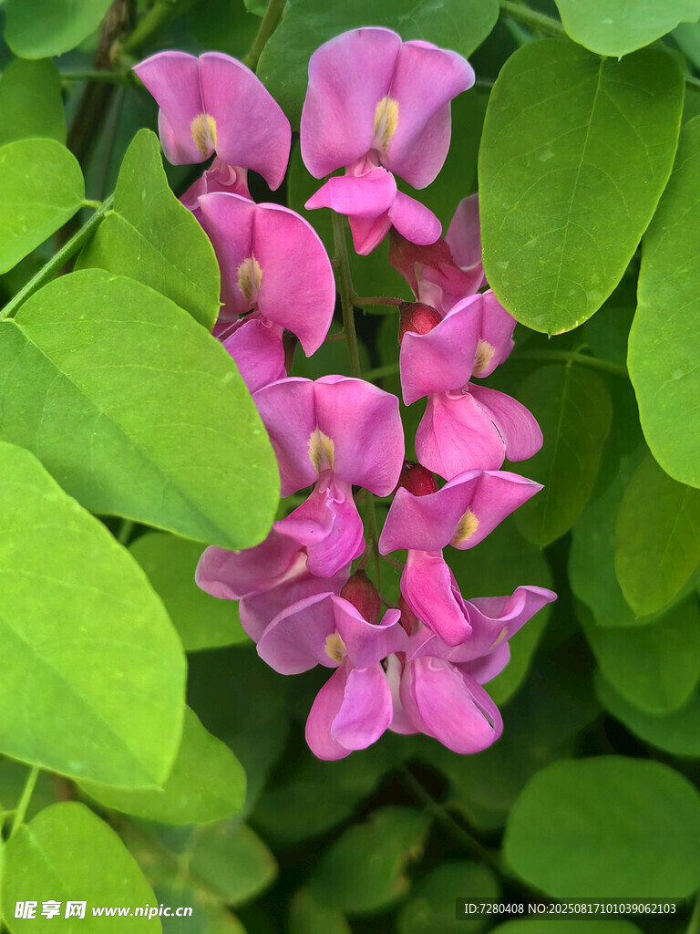 粉色花朵與綠葉的美麗組合