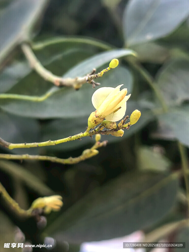 枝頭綻放的黃色小花