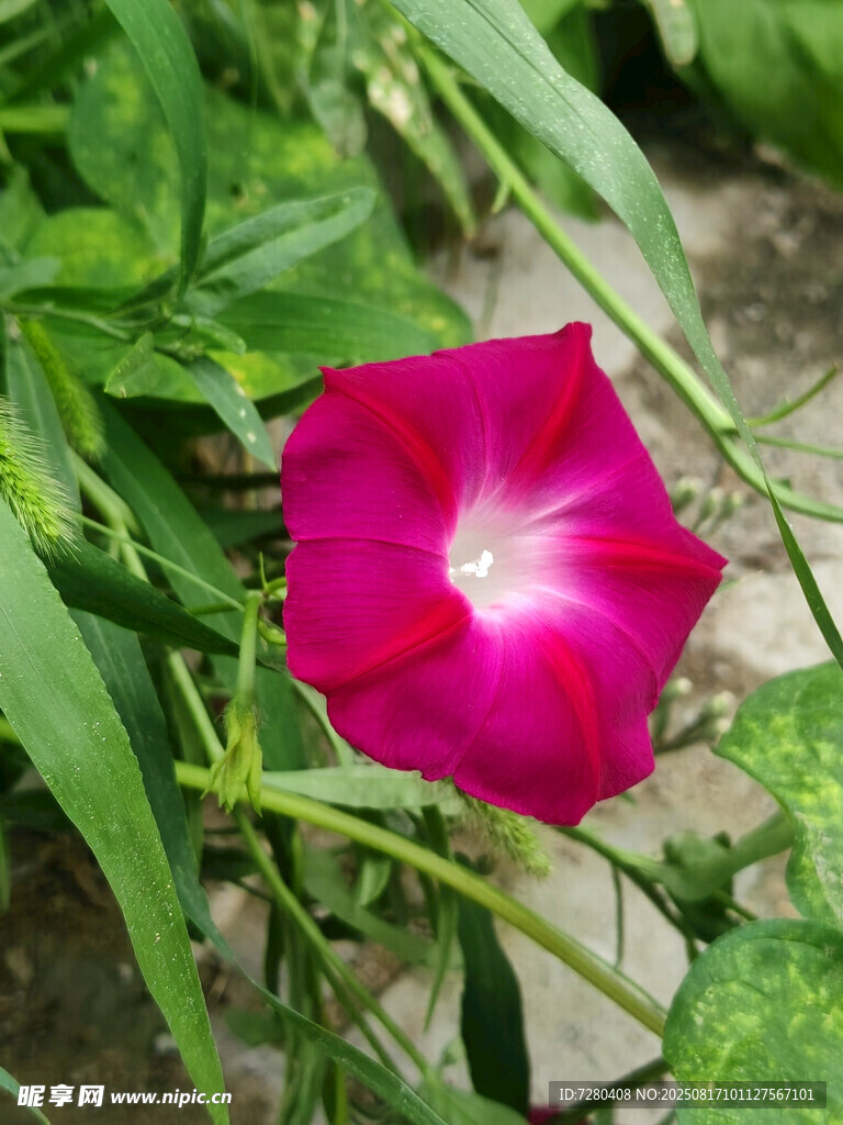 嬌艷綻放的粉紅色牽?；? />
                            </div>
                    </div>
                </div>



                <div   id=