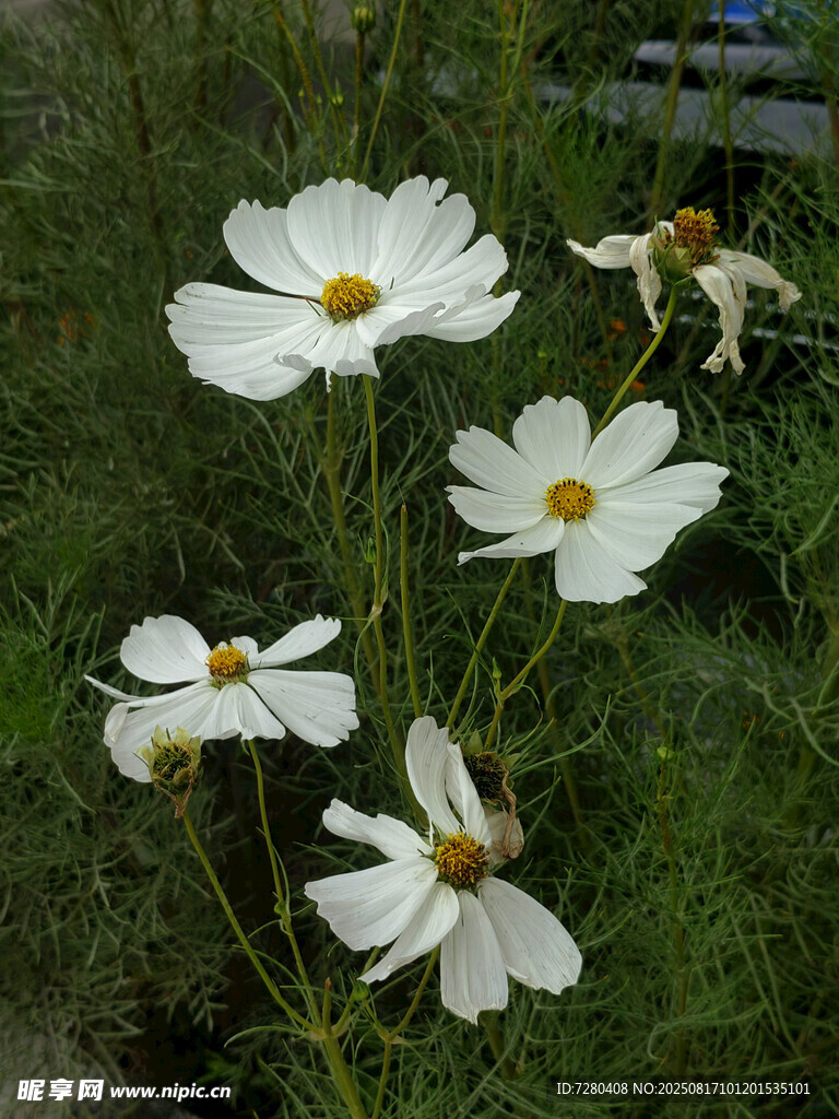 田野中的白色波斯菊