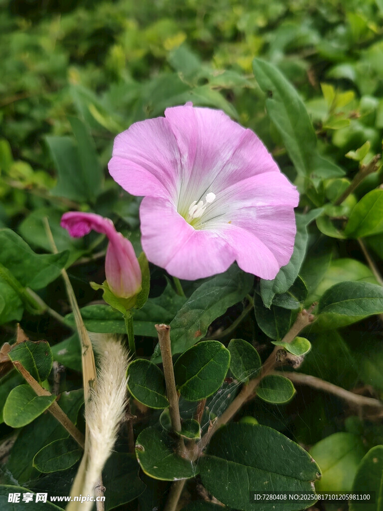 粉色牽?；ň`放綠葉間