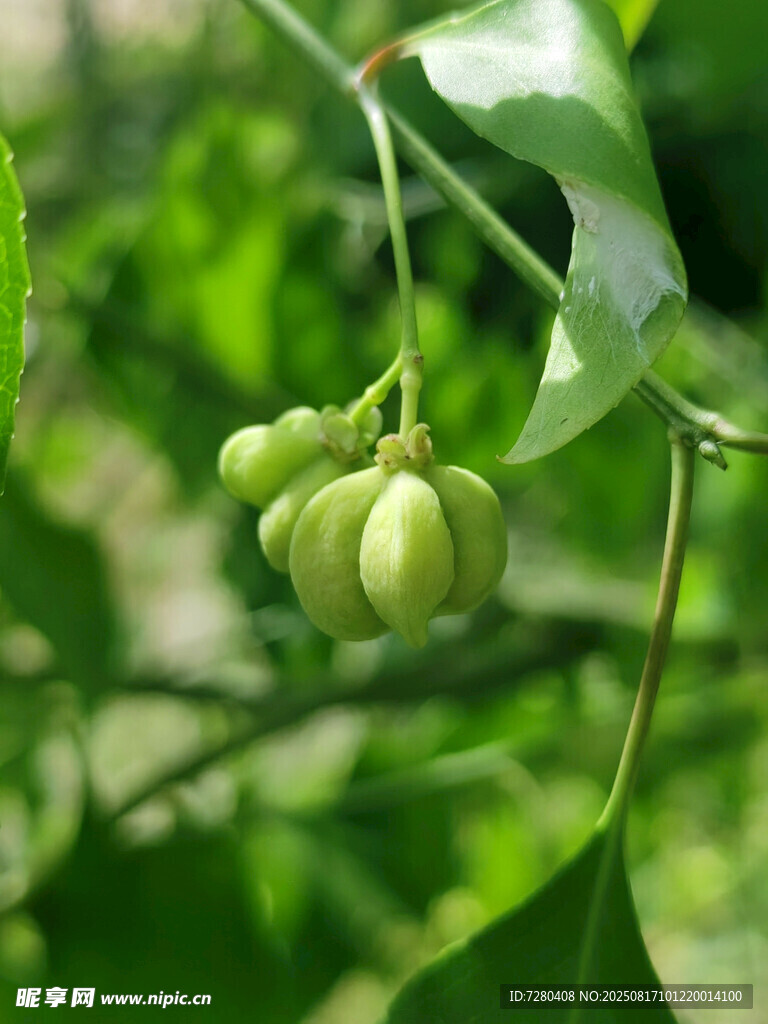 青果掛枝綠意濃