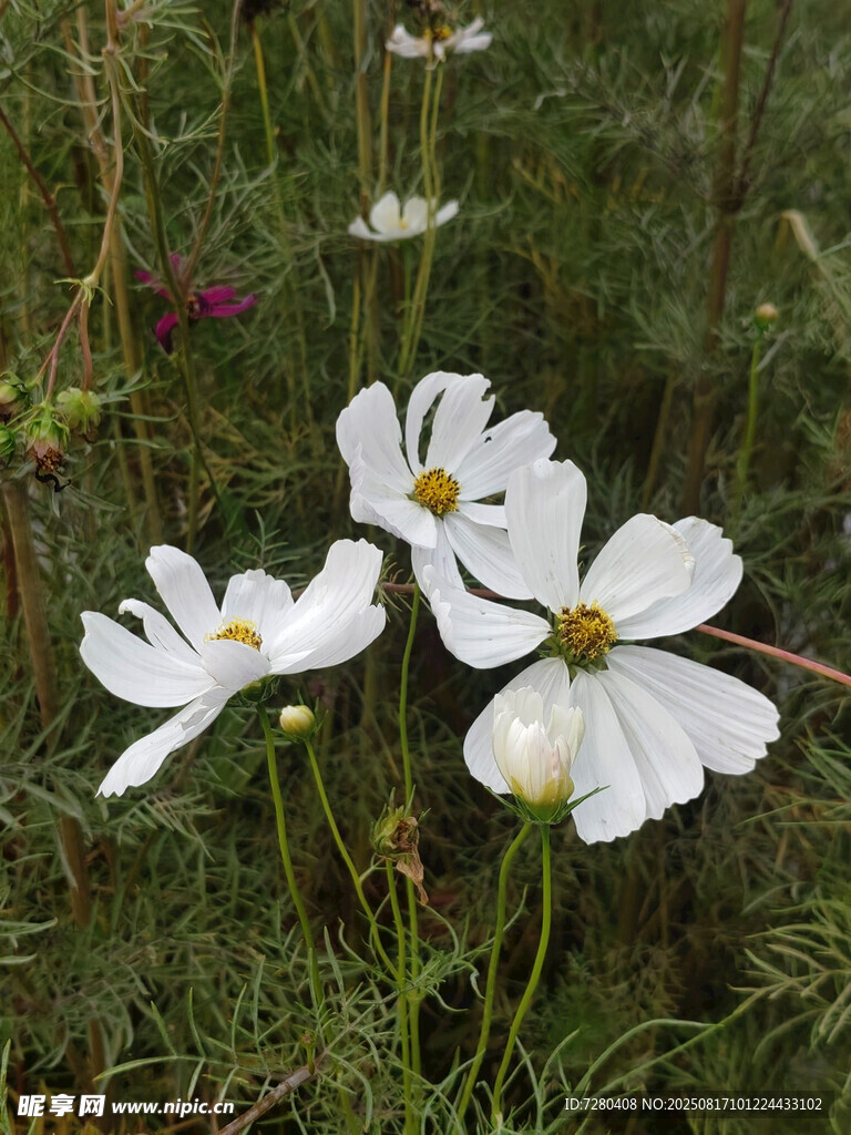 田野中的白色波斯菊
