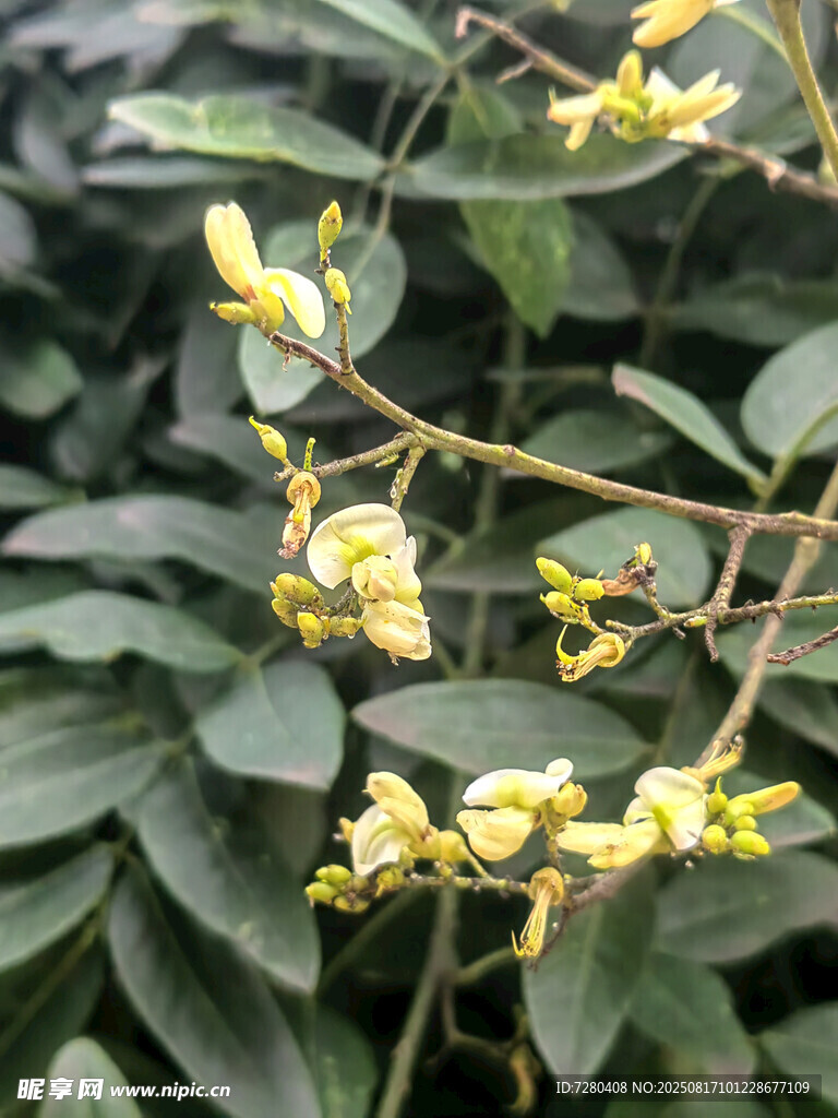 枝頭綻放的黃色小花