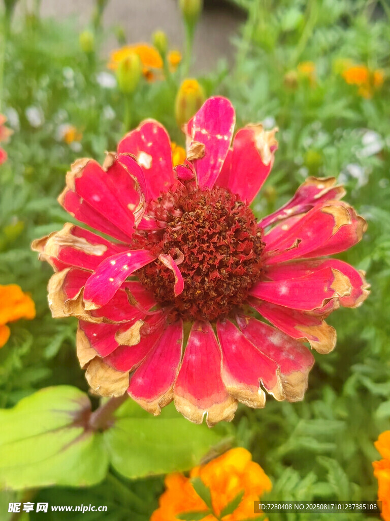艷麗多彩百日菊綻放