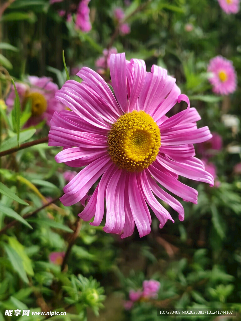 嬌艷綻放的美麗紫菊