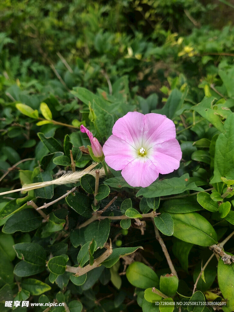 粉色野花綻放于綠葉間
