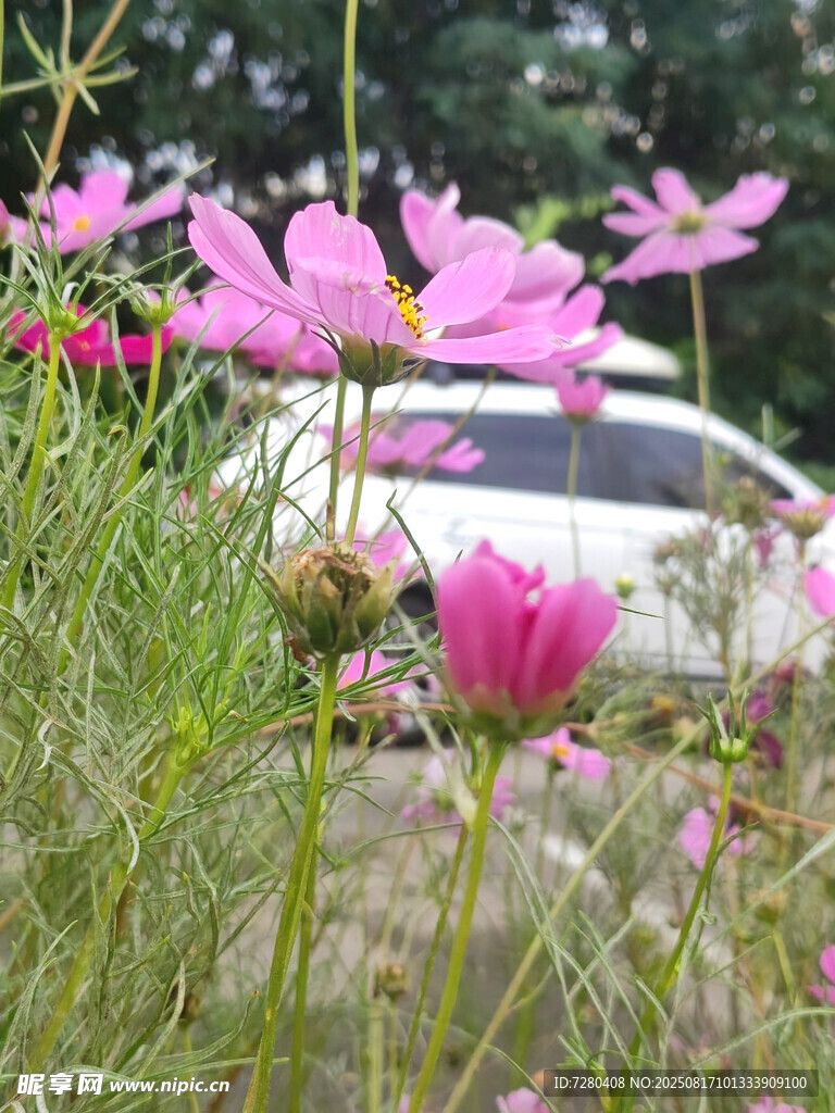 粉色波斯菊綻放于戶外