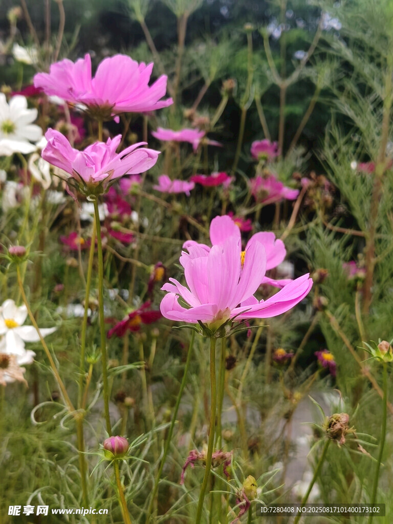 粉色波斯菊綻放的美麗