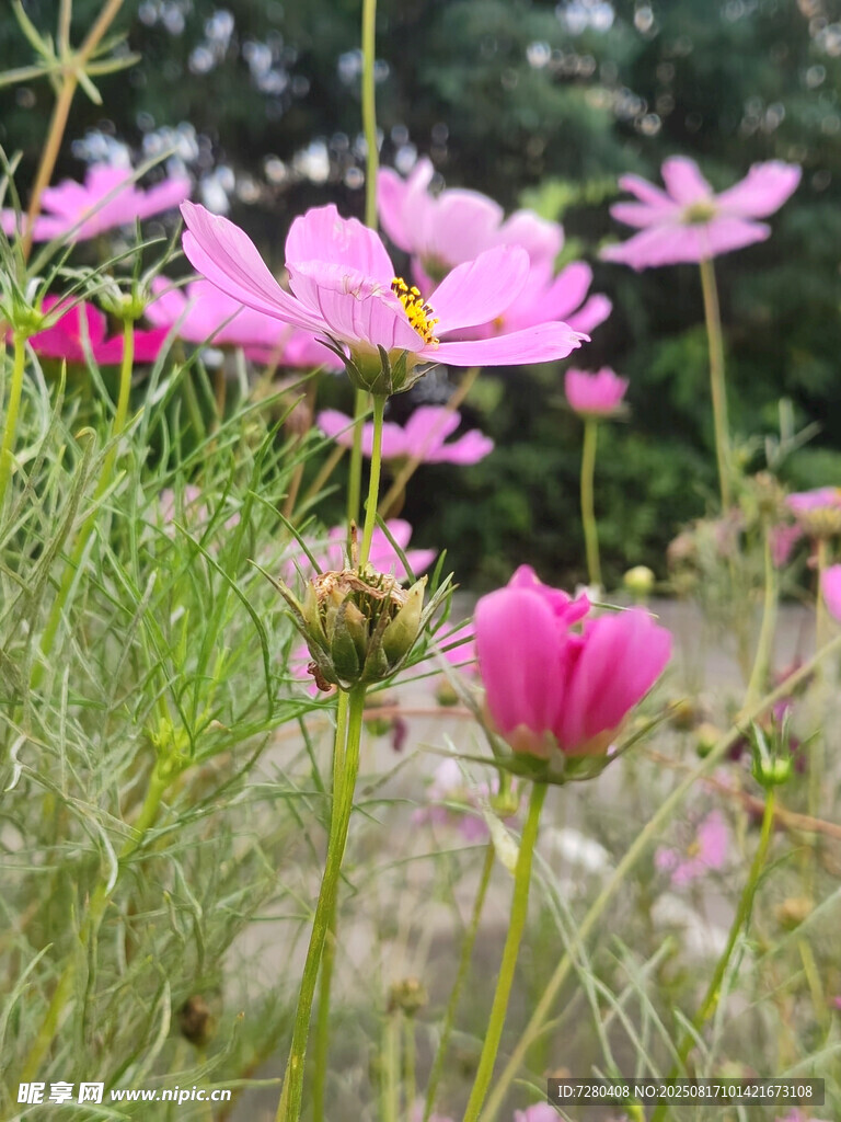 美麗波斯菊綻放于田野