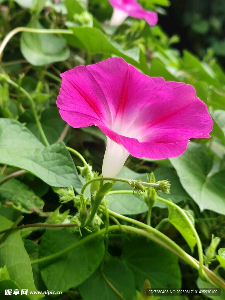 嬌艷粉色牽?；ň`放