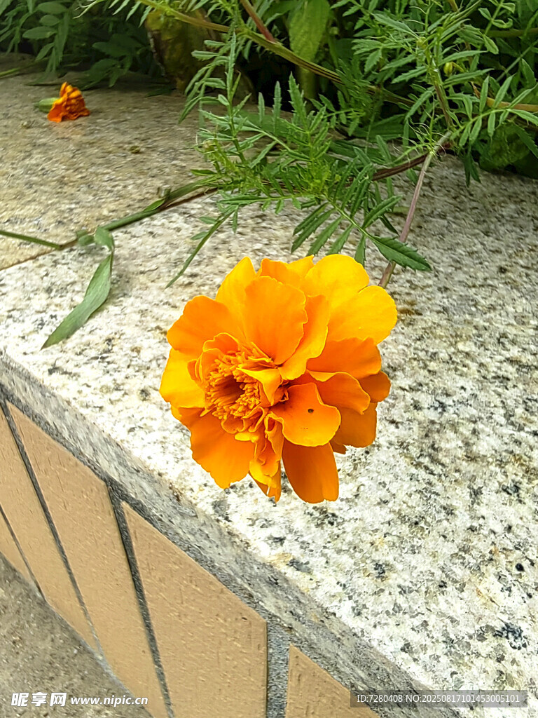 墻邊綻放的鮮艷橙色萬壽菊