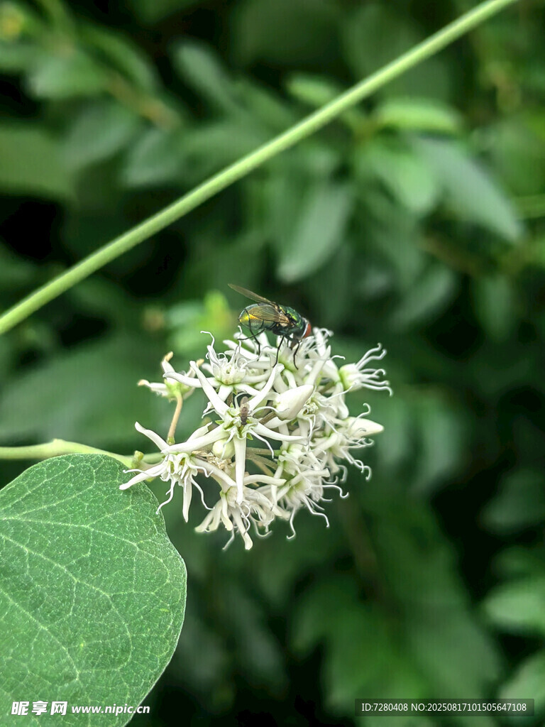 白色小花綻放綠葉間