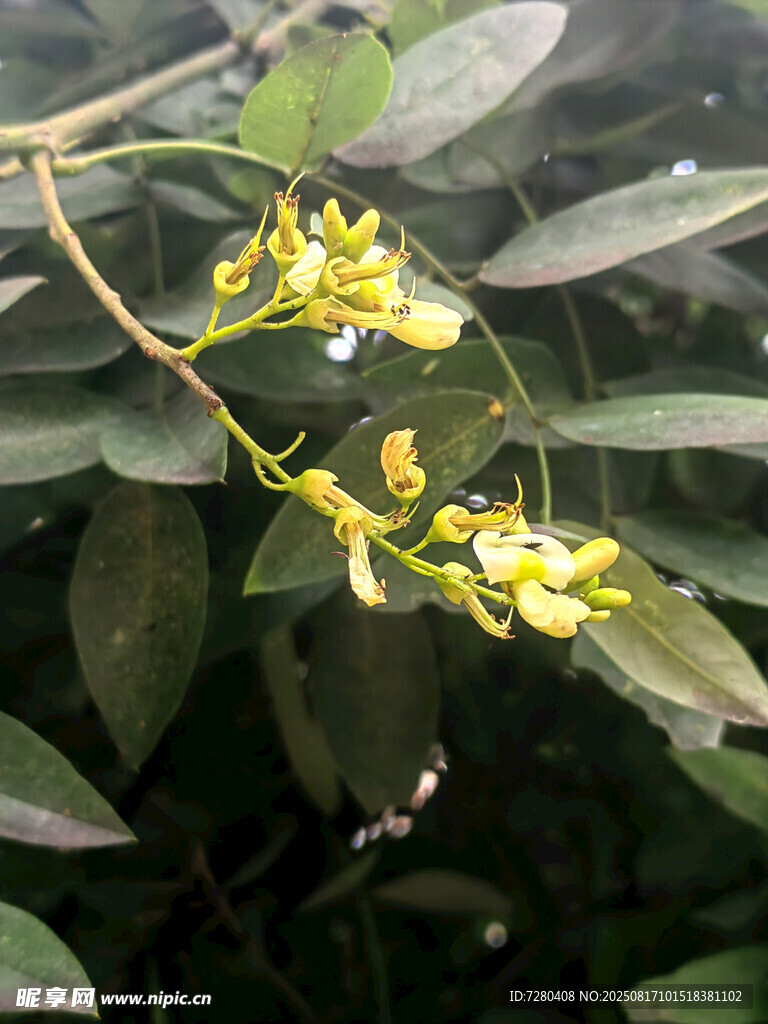 枝頭綻放的黃色小花