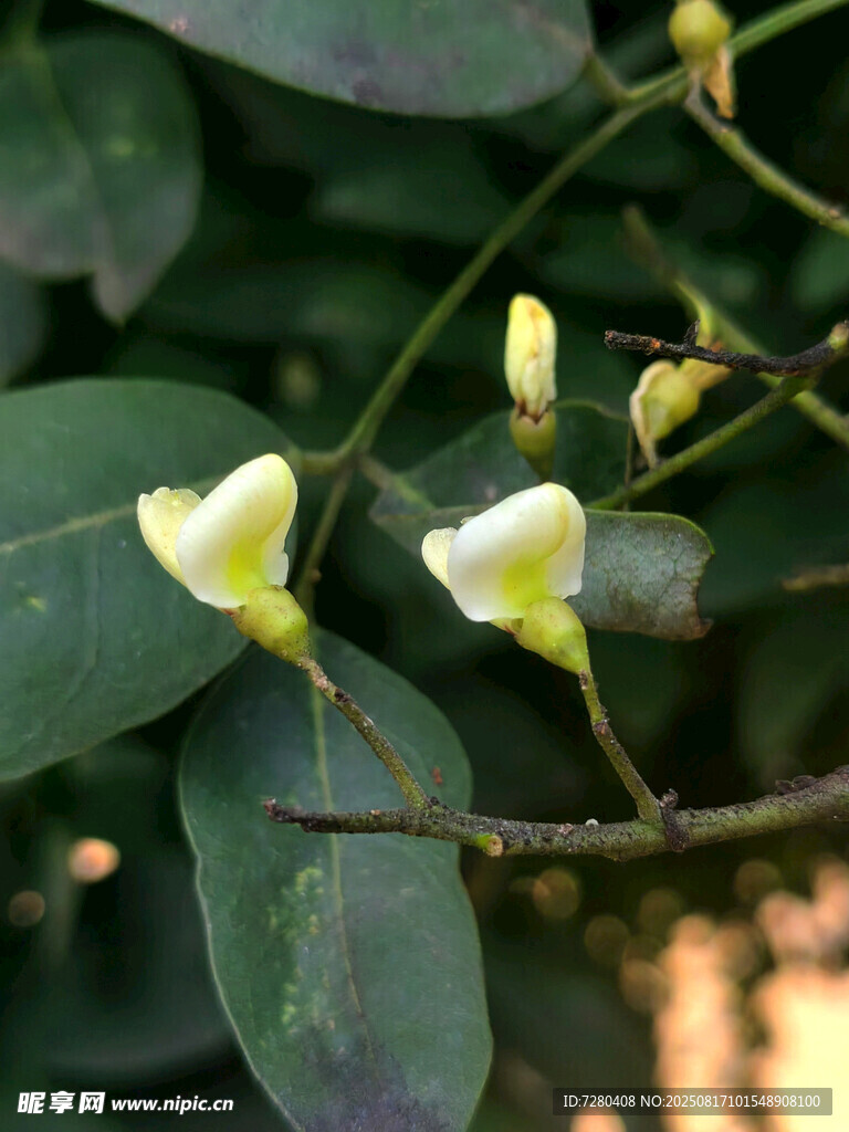 枝頭綻放的小巧白色花朵