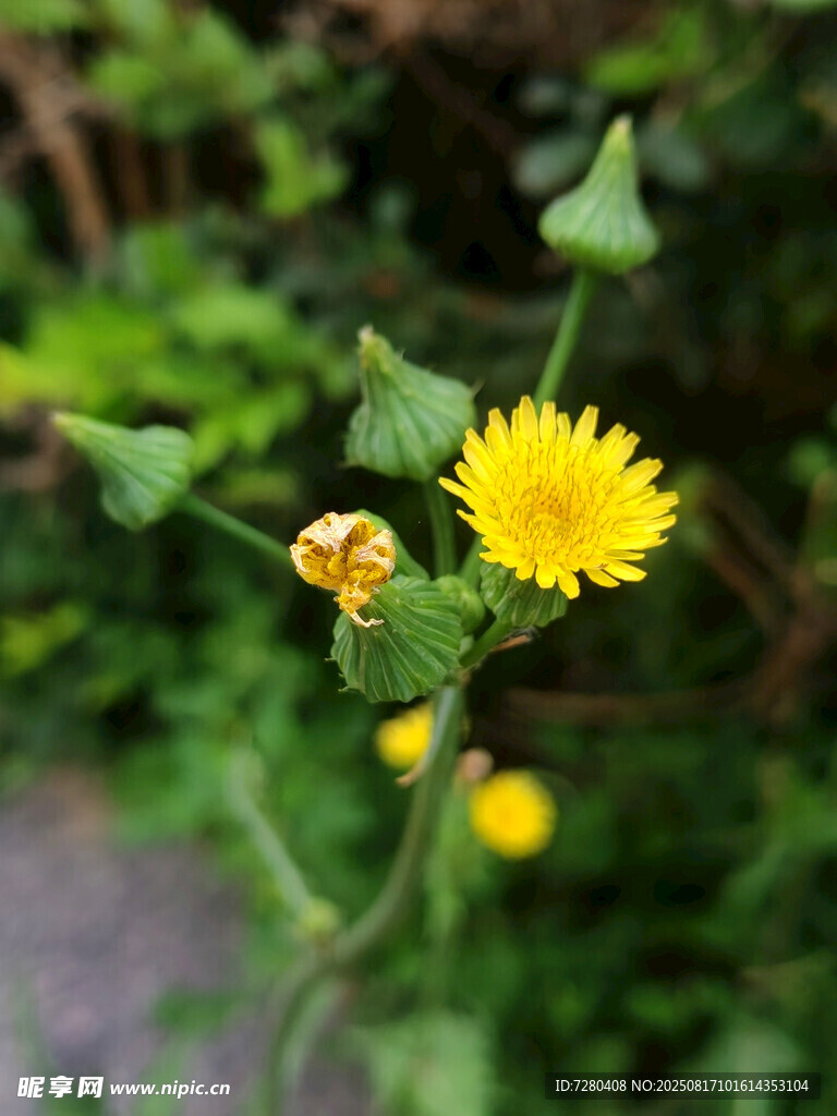綻放的黃色蒲公英小花