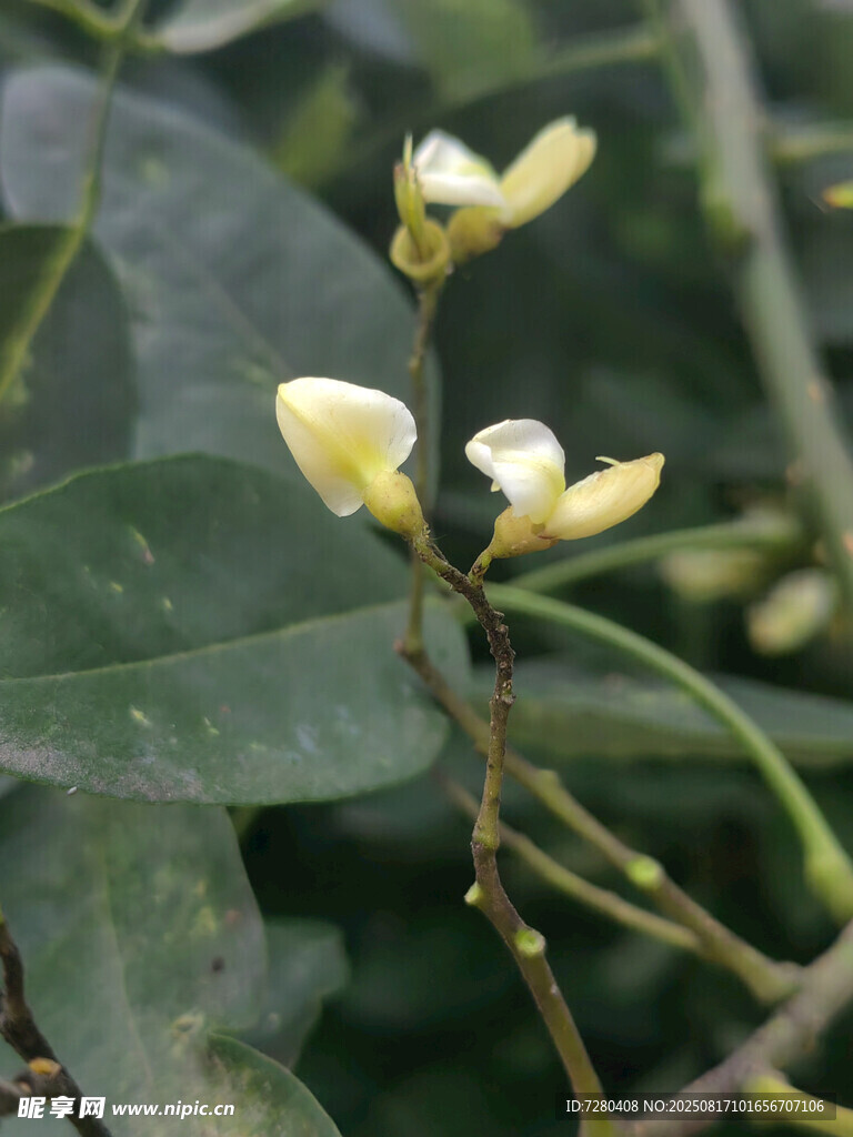 枝頭綻放的淡黃小花