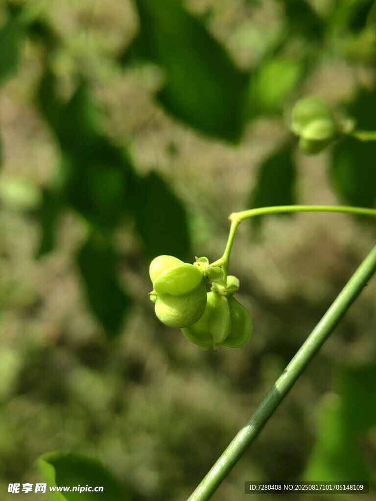 嫩綠藤蔓上的小巧花苞