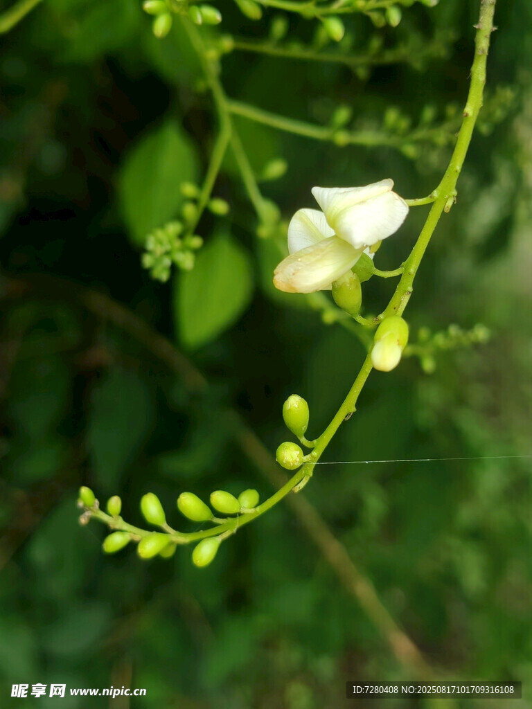 白色小花綻放于綠枝間