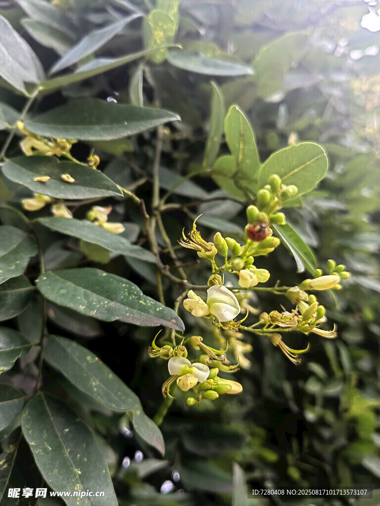 綠葉間的黃色小花