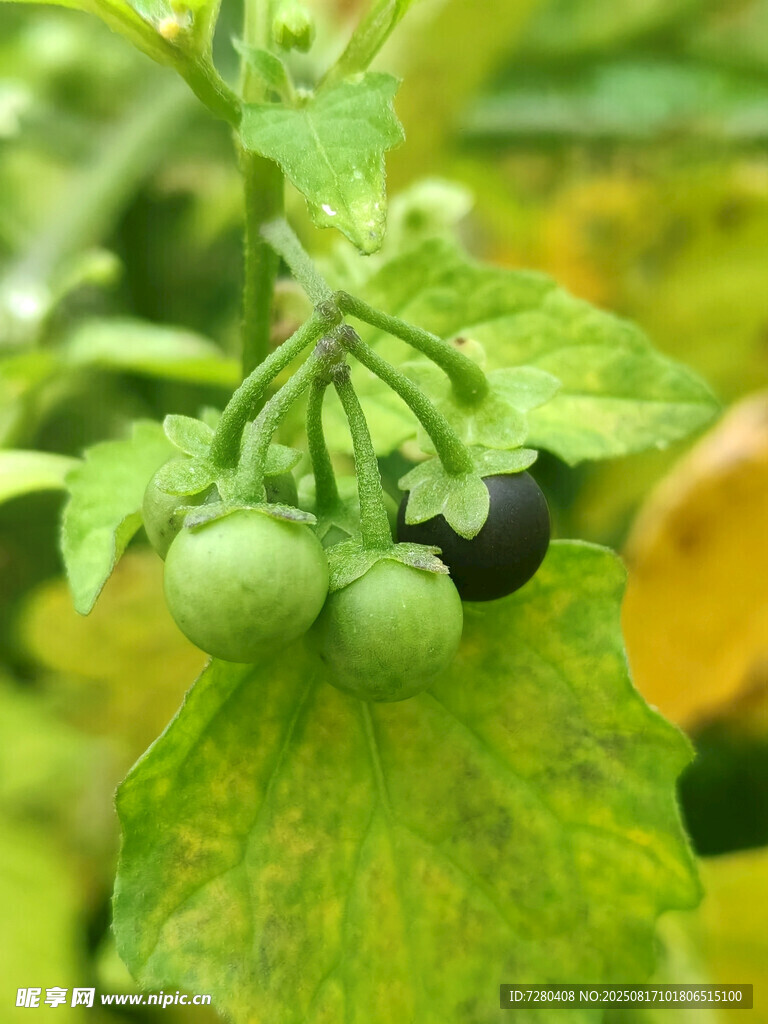 青黑果實掛于綠葉間
