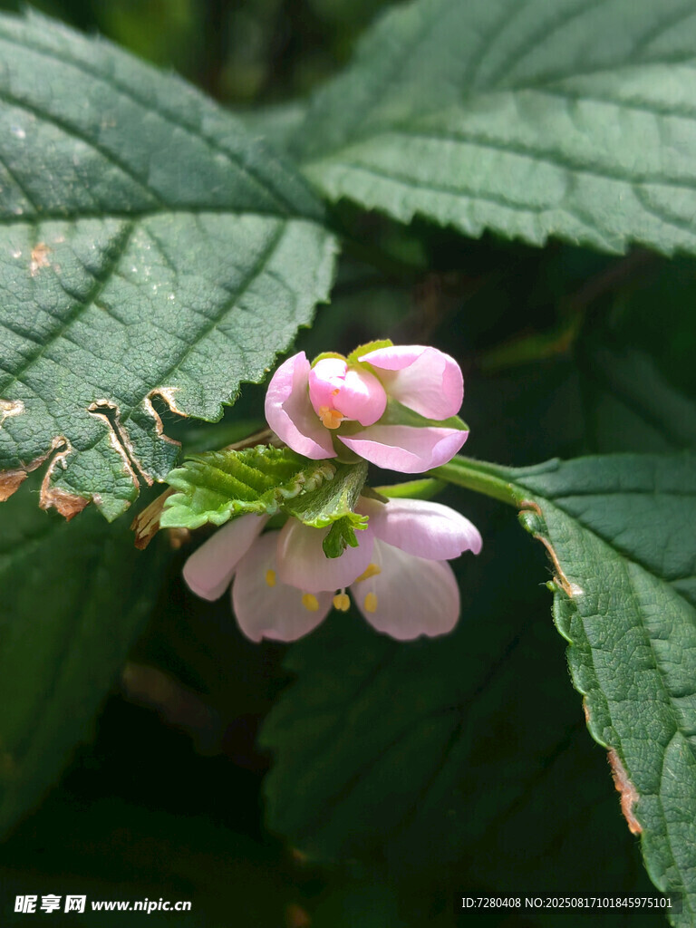 綠葉間的粉嫩花朵