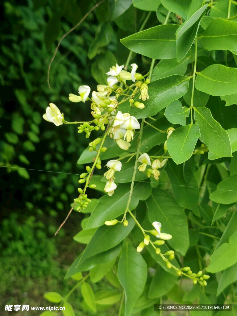 綠葉間的白色小花綻放