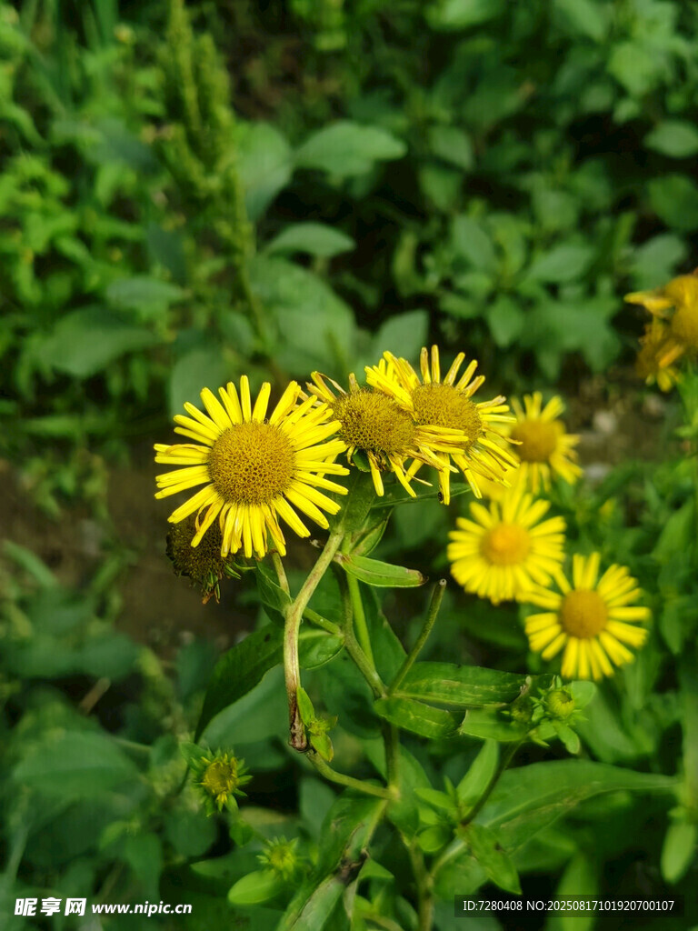 黃色野花綻放于綠葉間