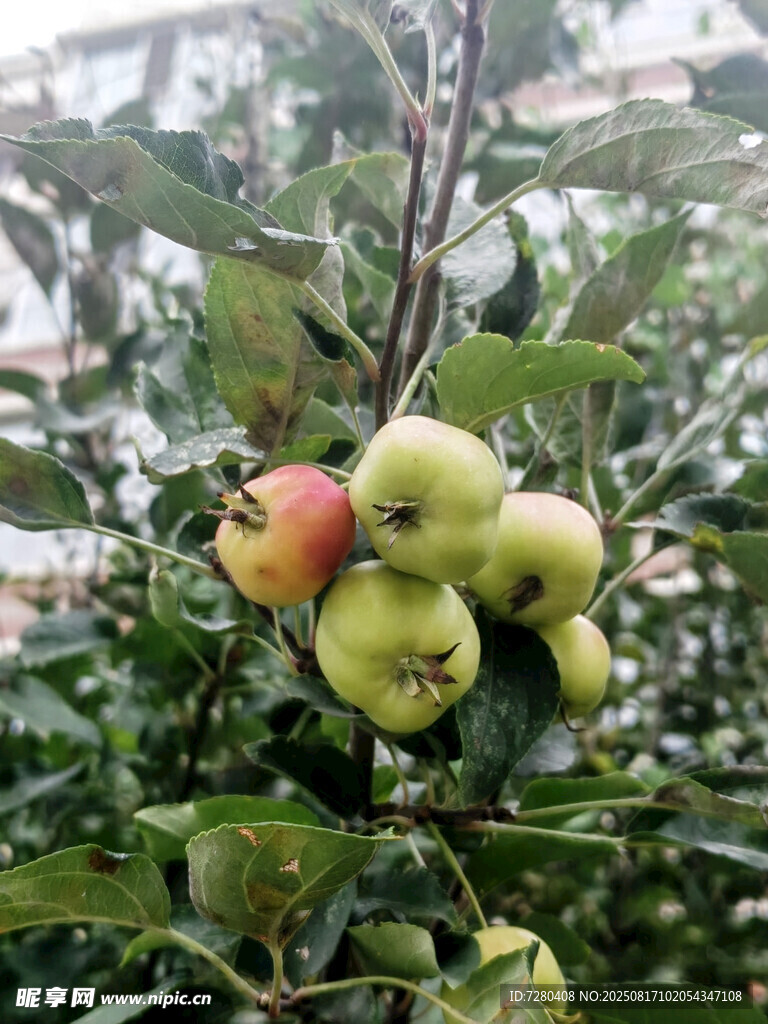 枝頭青紅相間的飽滿蘋果