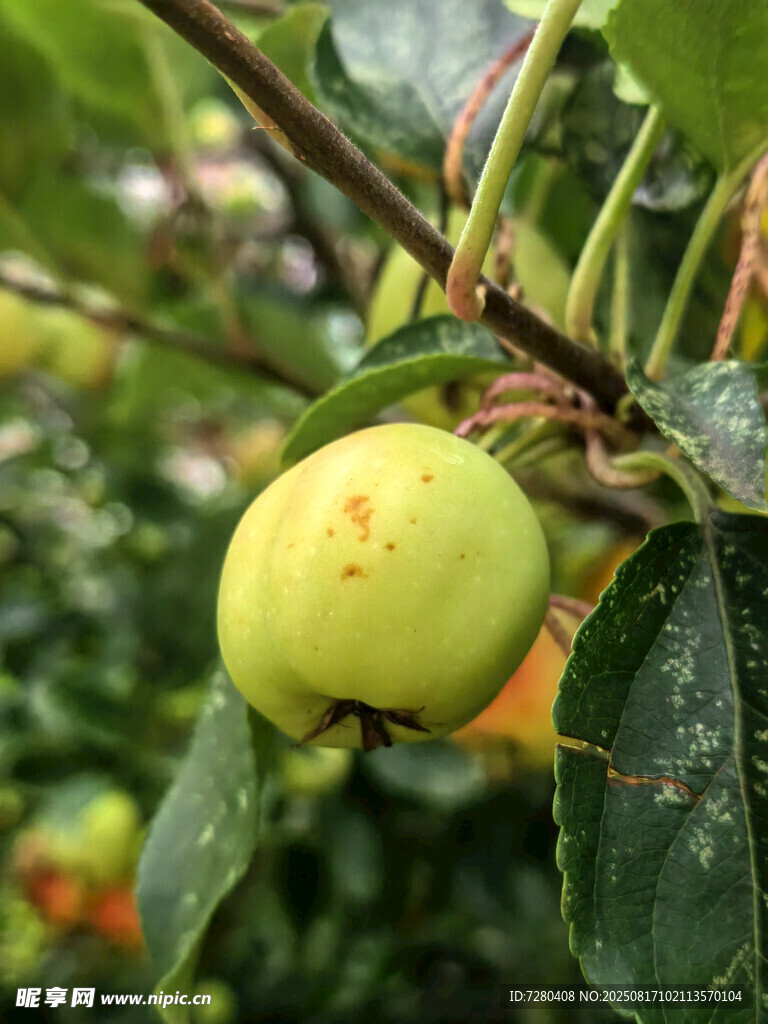 枝頭青蘋果