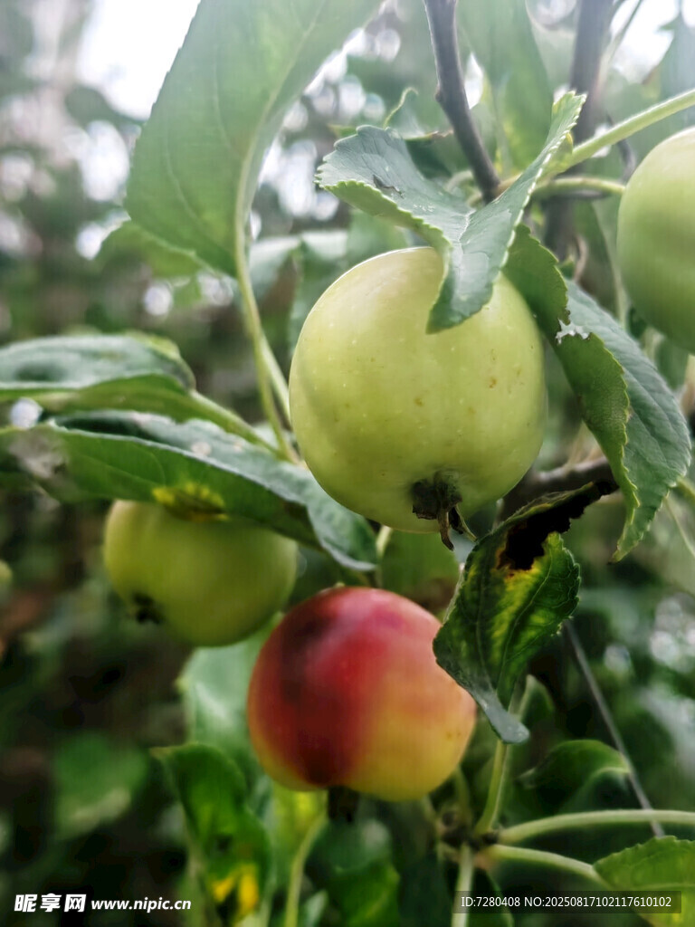 枝頭碩果累累的鮮嫩果實(shí)