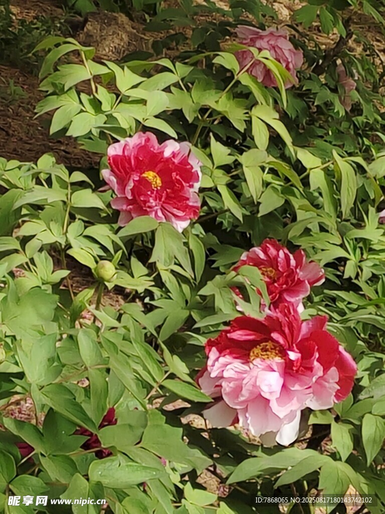 嬌艷雙色花綻放綠葉間
