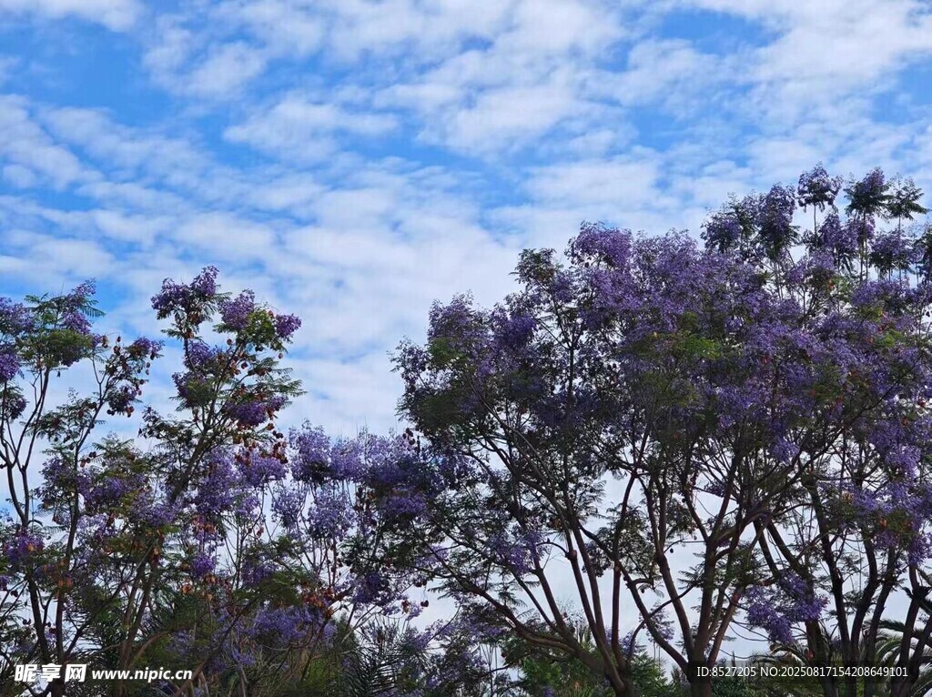 紫花樹