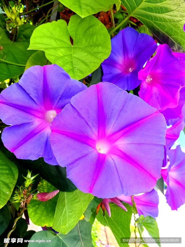 綻放的紫色牽?；? />
                            </div>
                    </div>
                </div>



                <div   id=