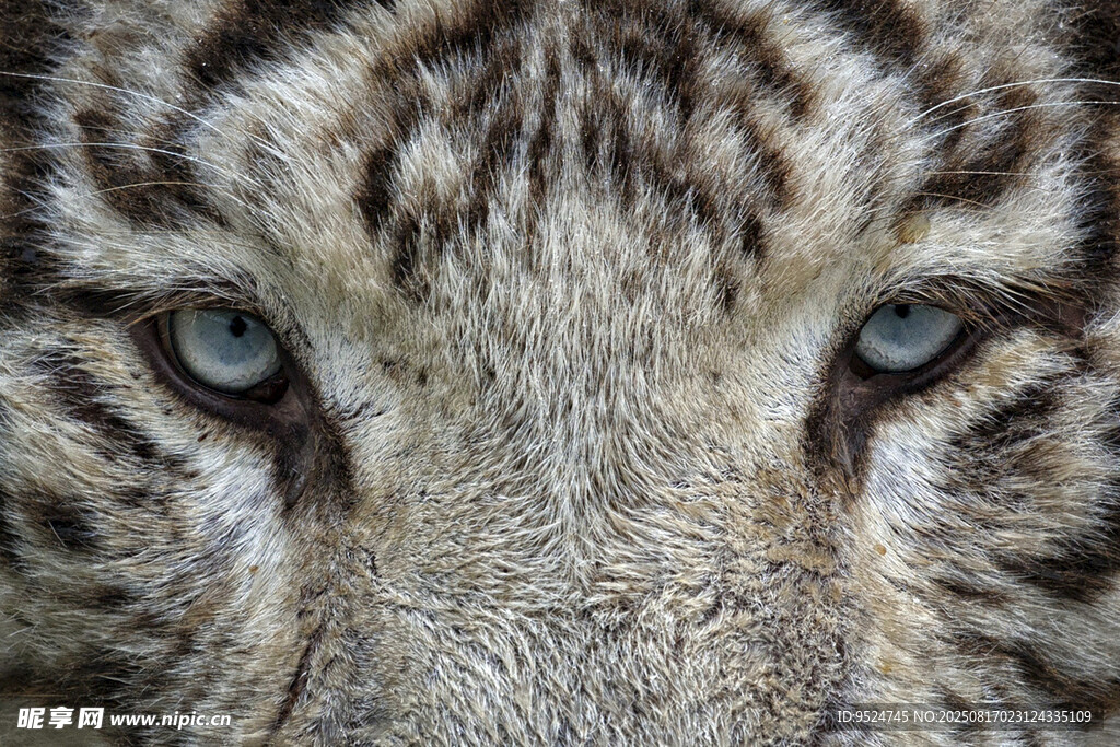 獵豹銳利雙眼特寫