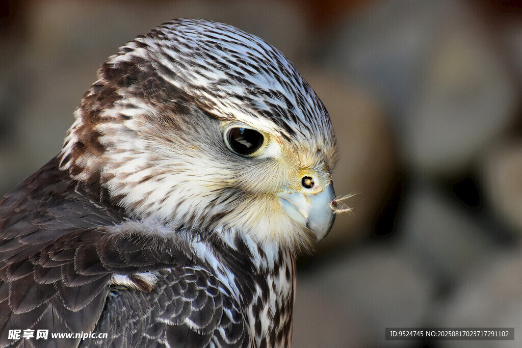 獵隼特寫