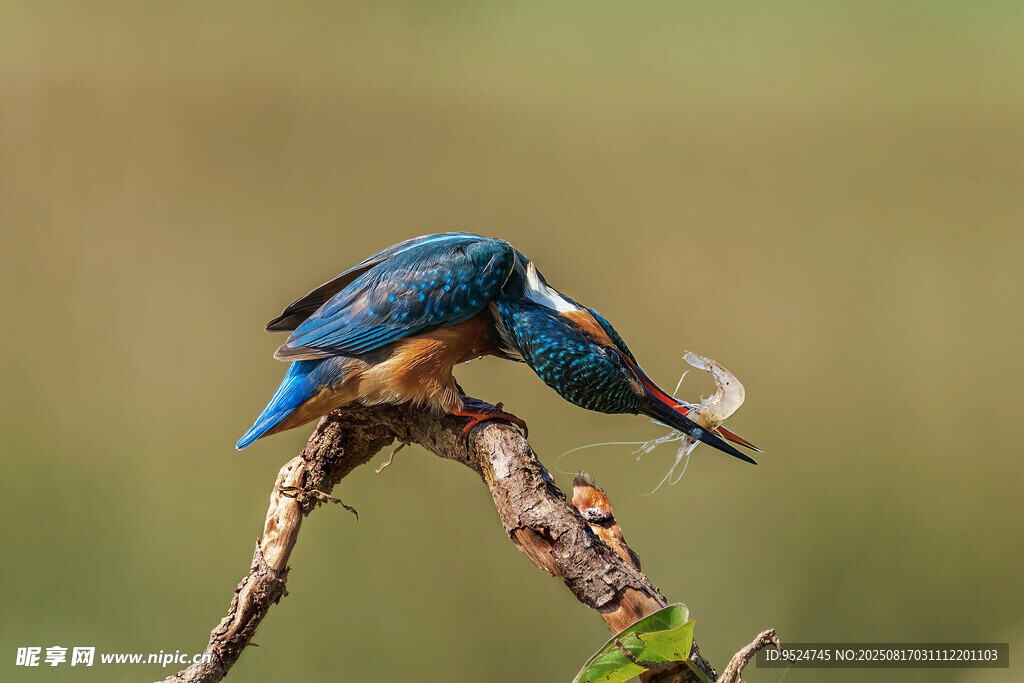 翠鳥叼魚棲息枝頭