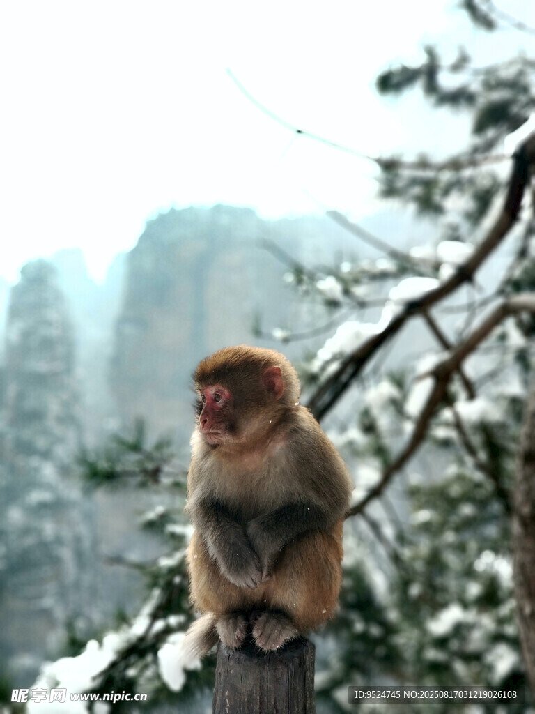 雪中山猴坐枝頭