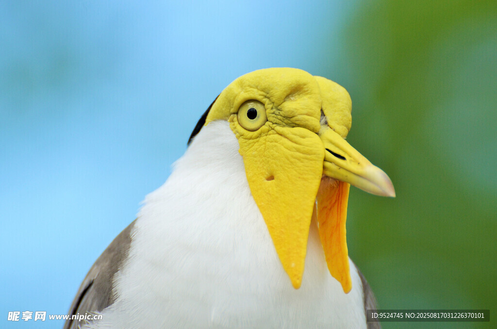 黃頭海鳥(niǎo)特寫