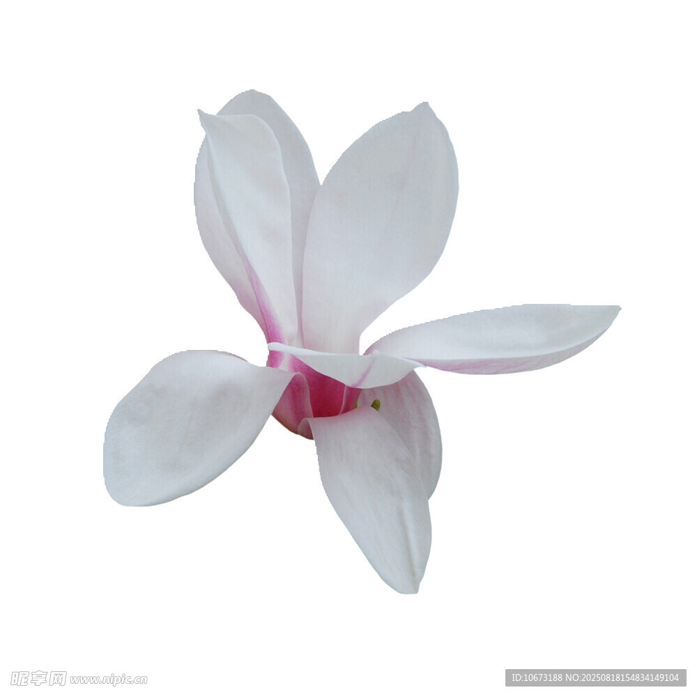 單朵玉蘭花特寫(xiě)