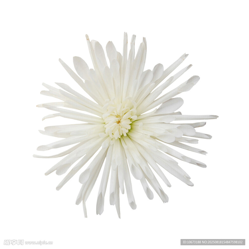 白色菊花特寫(xiě)