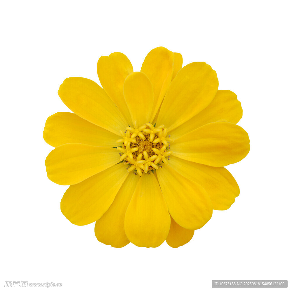 黃色單朵菊花特寫