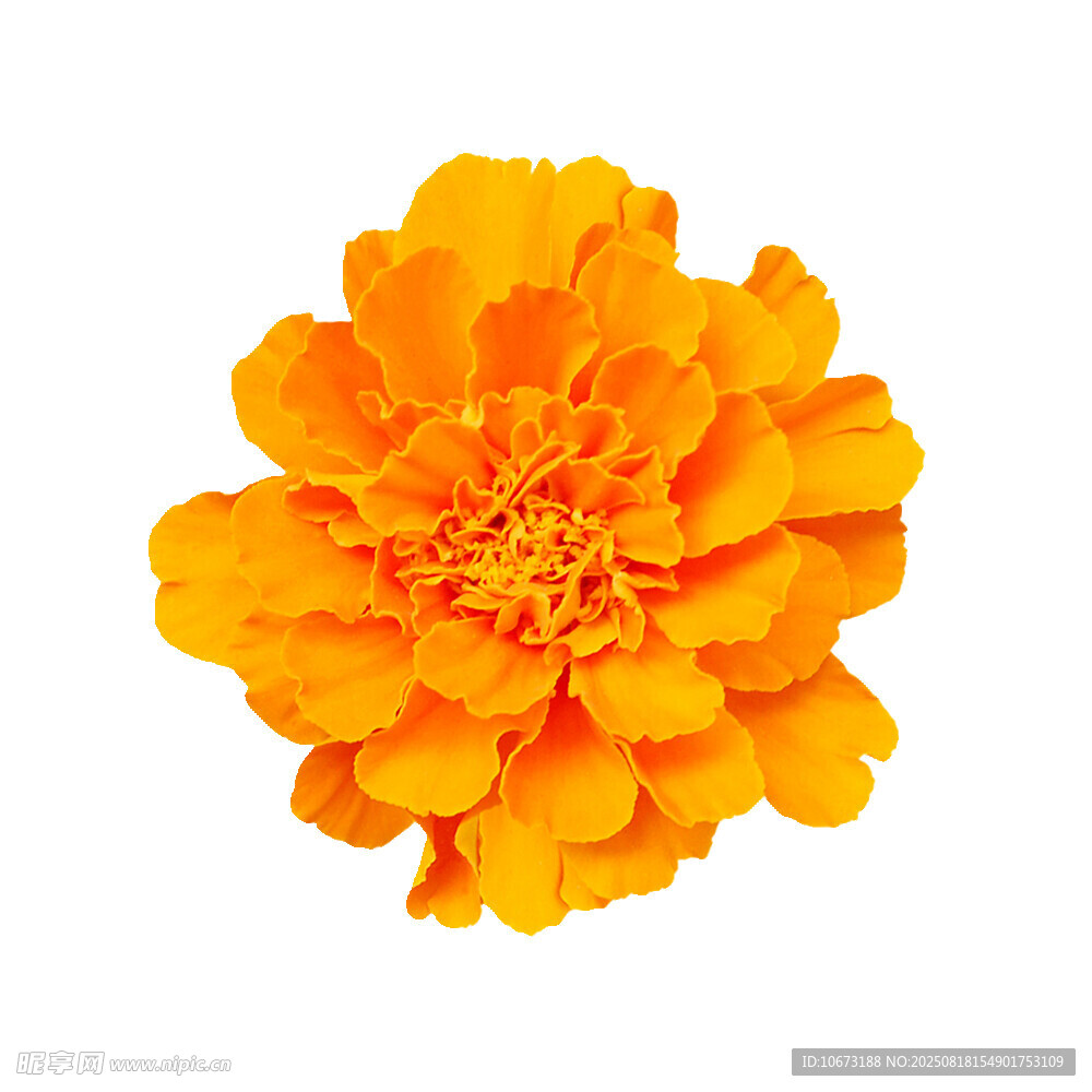 橙色萬(wàn)壽菊特寫(xiě)