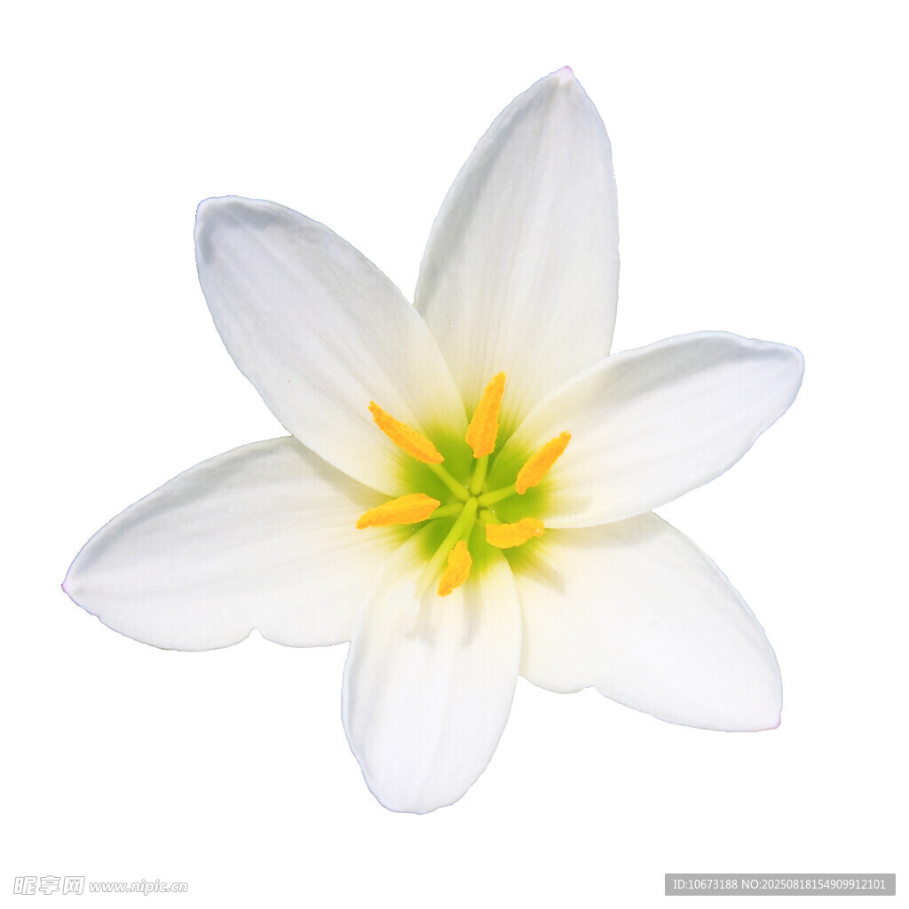 白色花朵特寫