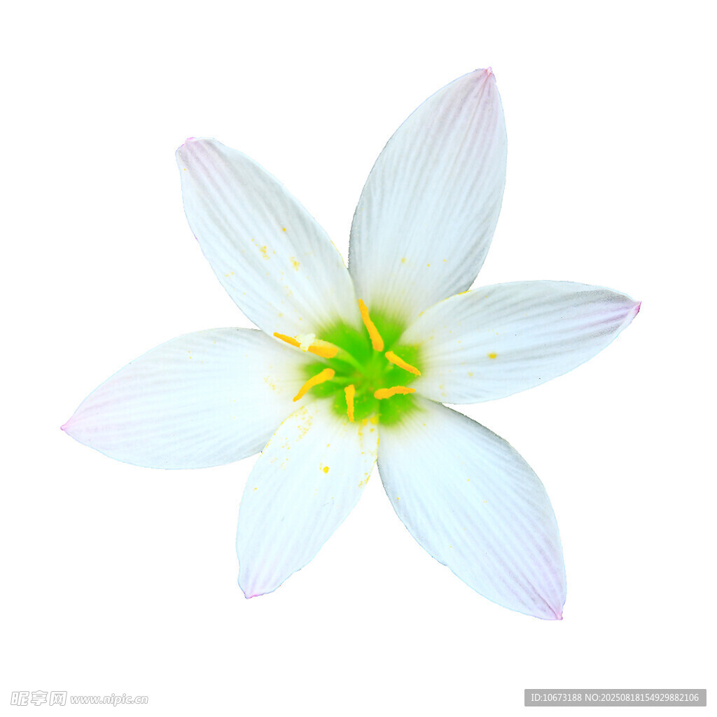 白色六瓣花特寫